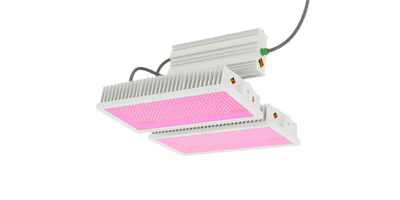 HORTILED TOP INTENSE