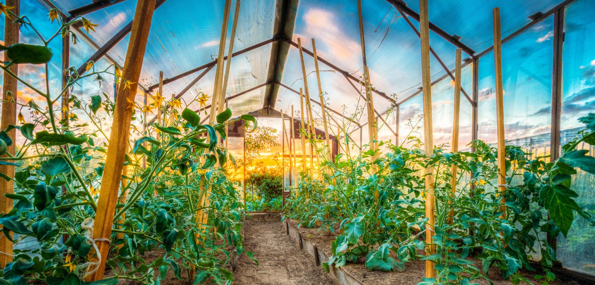 Növényházi mobilitás