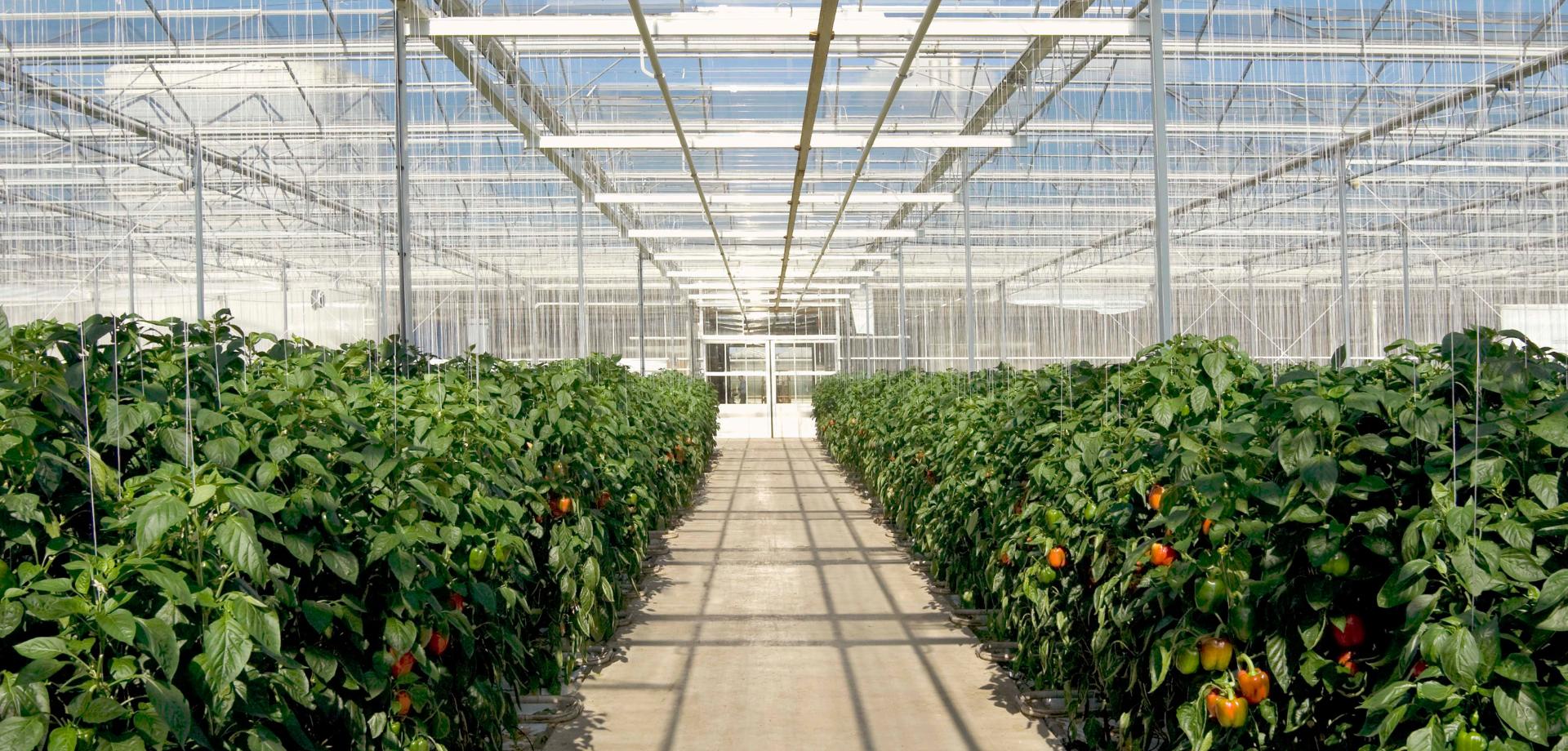  Kulcsrakész üvegházak kivitelezése